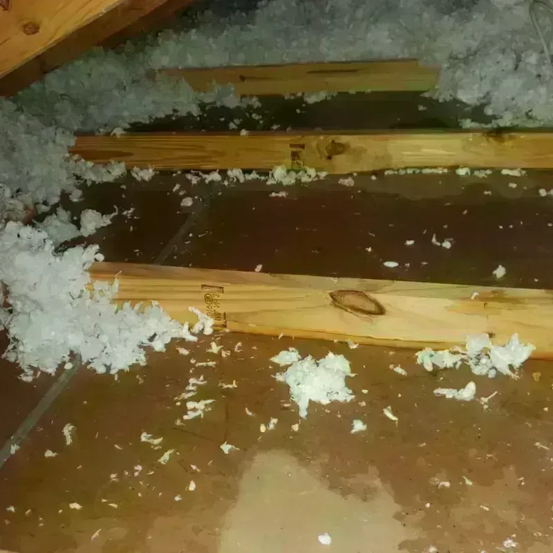 Attic Water Damage in Edgewater, IL