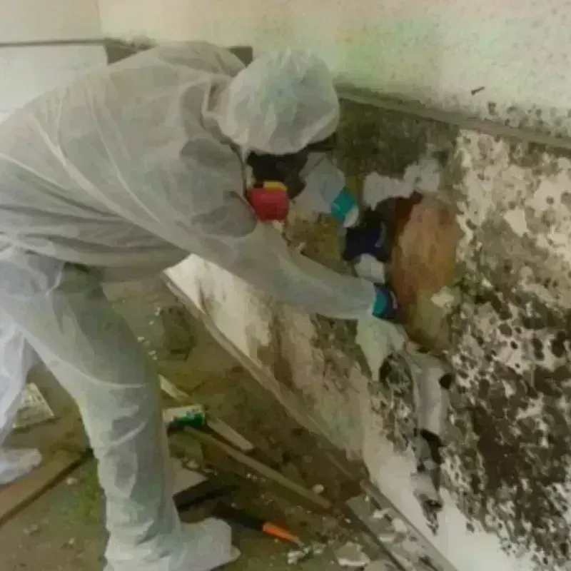 Mold Remediation and Removal in Edgewater, IL